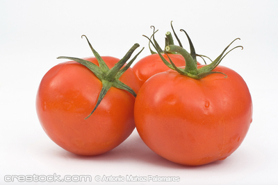 Juicy Tomatoes isolated over whiter