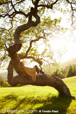 Beautiful woman relaxing in a large tree in na...