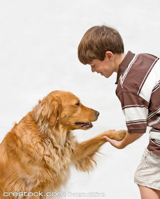 Little Boy Shaking Hands With Dog